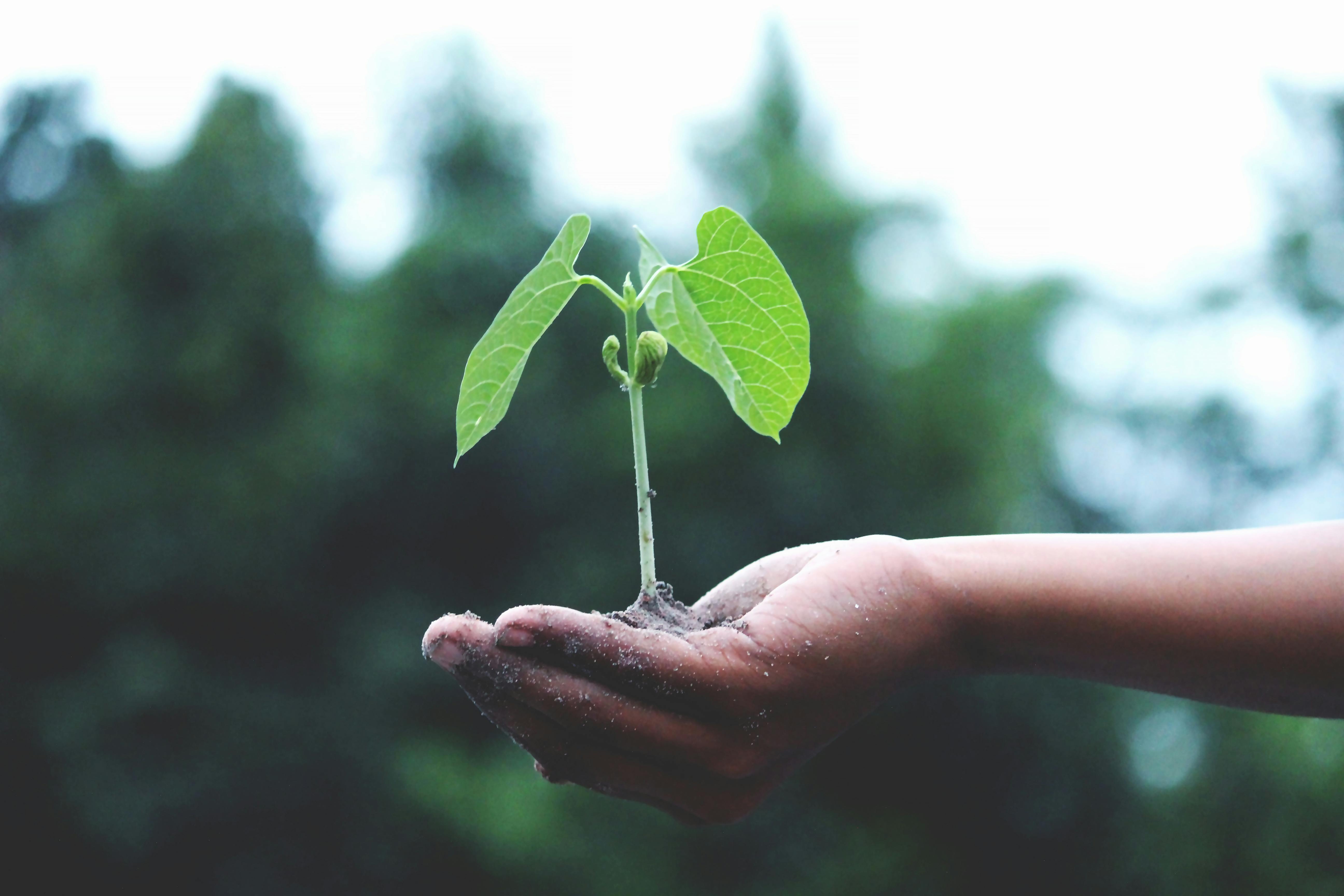 The Growth Mindset: How to Turn Challenges into Fuel for Success